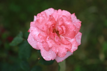 macro photo of a pink fluffy rose in the garden, a rose for a postcard or background