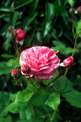 Pink rose among the leaves