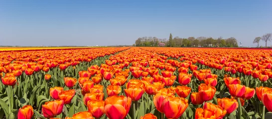 Fotobehang Panorama of orange tulips in Noordoostpolder, Netherlands © venemama