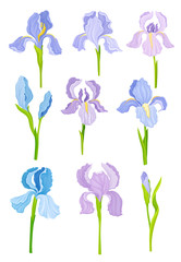 Purple Showy Iris Flowers on Green Erect Stem Vector Set