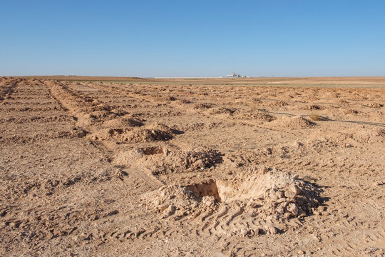 Reforestation Program In The Moroccan Desert