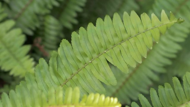 Ferns in tropical forest. Close-up The natural pattern of Pteridophyta fern.