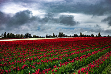 Tulip fields