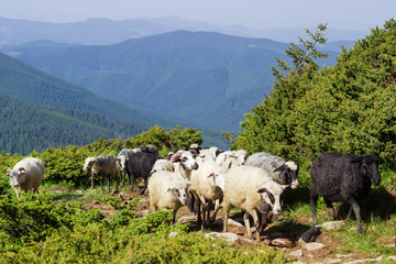 Flock of sheeps on the mountain trail