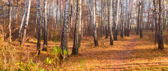 Fragment of autumn birch forest in morning, panoramic view