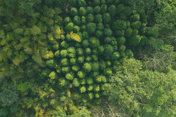 Forest aerial over the top shot_Wide shot