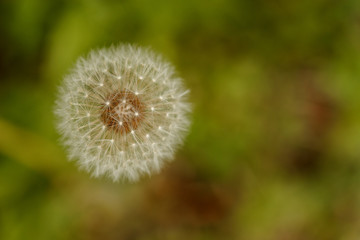 Dandelion on a green blurry background close-up macro