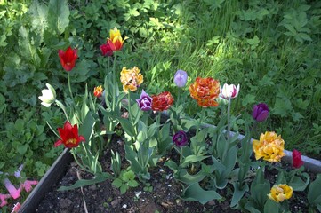 Obraz premium tulips in the garden