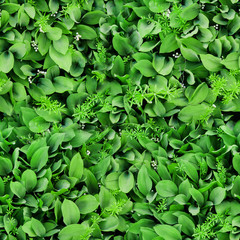 Seamless texture of green leaves and flowers of lilies of the valley. View from above