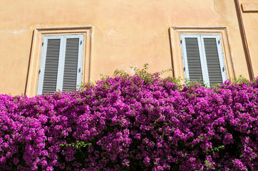 Fototapeta na wymiar Sunny view of classic Italian building framed by flowering bush of pink bougainvillea