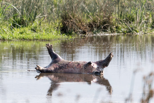 Death East African hippopotamus (H. a. kiboko) floating in a small lake in the Ngorongoro crater