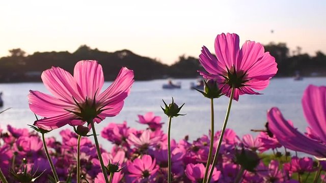 beautiful blossom flower in garden with pink blooming cosmos flower field at sunset.