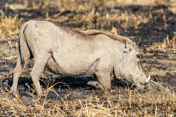 A common warthog (Phacochoerus africanus) in the burned grass savanna of the Ngorongoro crater