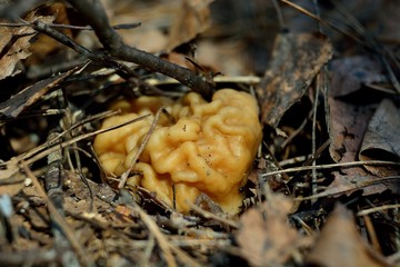 spring forest mushrooms (Gyromitra gigas), the first spring mushroom