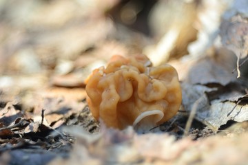 spring forest mushrooms (Gyromitra gigas), the first spring mushroom