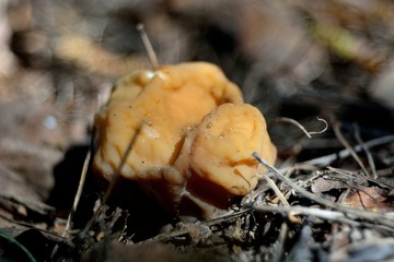 spring forest mushrooms (Gyromitra gigas), the first spring mushroom