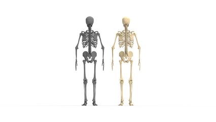 3D rendering of a human skeleton anatomy standing bones tall isolated