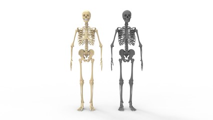 3D rendering of a human skeleton anatomy standing bones tall isolated