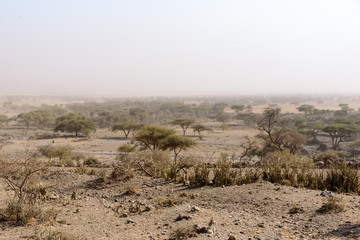 Single umbrella acacia (Albizia sp.) in the savanna near Serengeti National Park