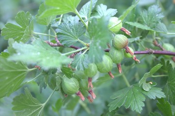 berries on a branch