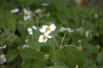 white flowers in the garden