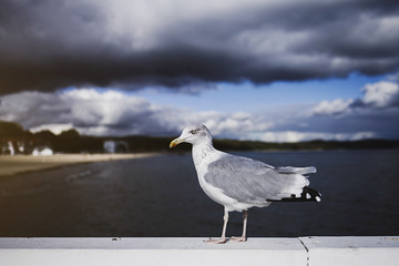 Seagull portrait against sea shore. Close up view of white bird seagull on sky background.