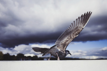 Seagull on seashore, close photo of the seagull, seagull in flight