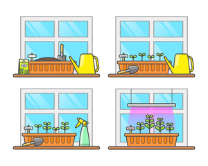 Stages of growing plants at home on the window. Planting seedlings in a box, watering, first sprouts, spraying, lighting