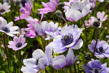 Spring background with purple flower 