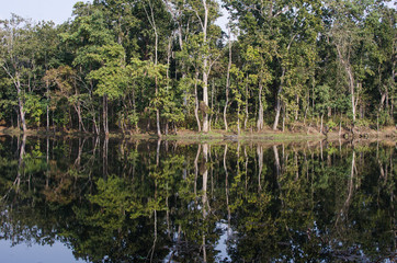 Obraz premium Arboles reflejados en un lago tranquilo de forma simétrica