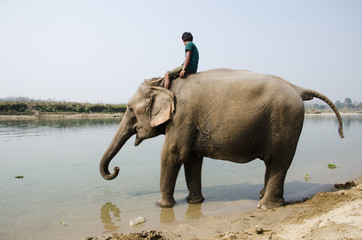 Persoma montando sobre un elefante en la orilla del rio en Sauraha