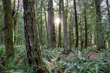 Bright Sun and Light Rays Beaming Through Trees in Mossy Evergreen Forest - Olympia, Washington, USA