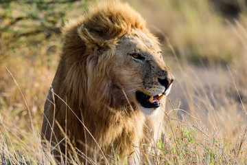 Naklejka na ściany i meble Portrait of a lion (Panthera leo) in the Serengeti savanna, Serengeti National Park, Safari, East Africa, August 2017, Northern Tanzania
