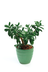 Fototapeta premium Room flower in a pot isolated on white background .