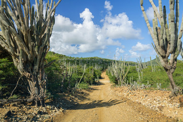Cacti growing alongside a dirt road  that leads through the hills of Bonaire