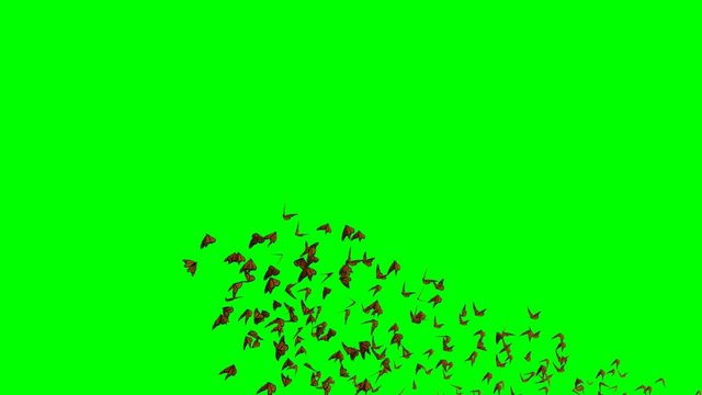 group of monarch butterflies, Danaus plexippus swarm isolated on green screen background, 4k