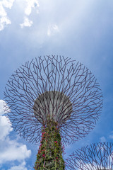 Fototapeta na wymiar The super trees at the gardens by the bay