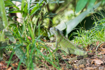green iguana in Costa Rica