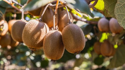 kiwis on the tree ready to harvest