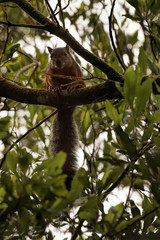 variegated squirrel in Costa Rica