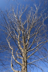 春の公園のモミジバフウの枯れ木と青空
