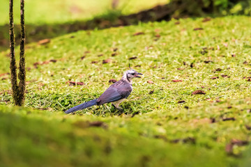 magpie jay in fly in Costa Rica