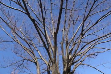 春の公園の欅の枯れ木と青空