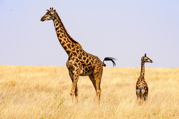 Mother and baby Maasai giraffes (Giraffa tippelskirchi) in the savanna, Serengeti National Park, Safari, East Africa, August 2017, Northern Tanzania