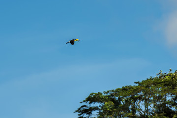 toucan in fly in Costa Rica