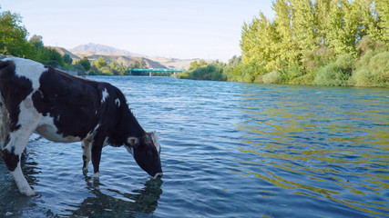 A cow drinking water from the river in the countryside of Kurdistan Region of Iraq