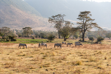 Herds of zebras (Equus quagga) and African buffalos (Syncerus caffer) in the Ngorongoro crater