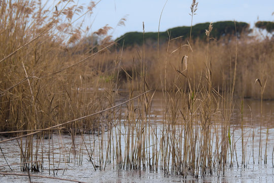 canneto invernale lungo la sponda di un canale
