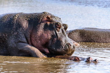 Portrait of an East African hippopotamus (H. a. kiboko) in a small lake in the Ngorongoro crater