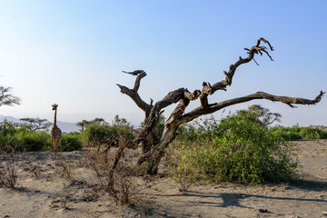 Maasai giraffes (Giraffa tippelskirchi) near Lake Natron, East Africa, August 2017, Northern Tanzania